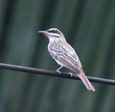 Striped Flycatcher