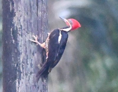 Male Lineated Woodpecker (with red below white stripe on face), on a power pole