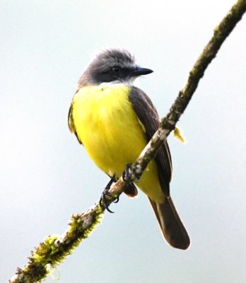 Gray-capped Flycatcher