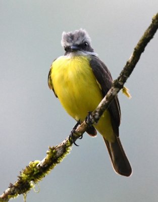 Gray-capped Flycatcher