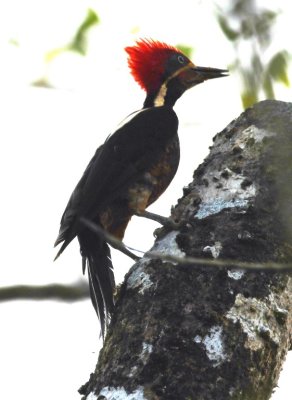 Lineated Woodpecker
