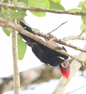 Lineated Woodpecker