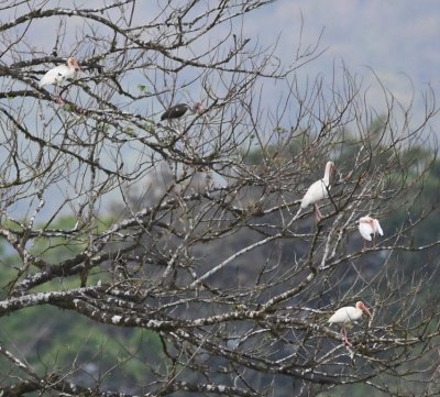 Four adult and one immature White Ibis
