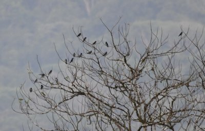 Gray-breasted Martins, in a far tree