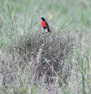 Red-breasted Meadowlark
