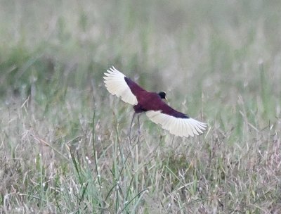 Northern Jacana, in flight