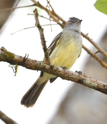 Yellow-bellied Elaenia