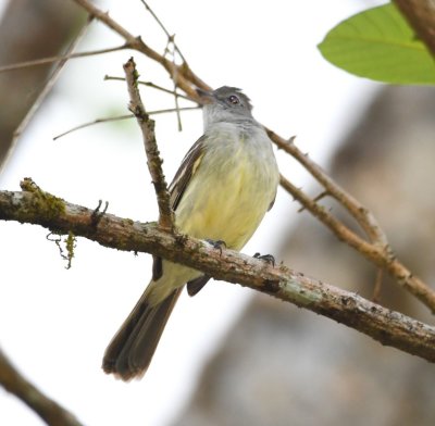 Yellow-bellied Elaenia