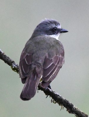 Back of a Gray-capped Flycatcher