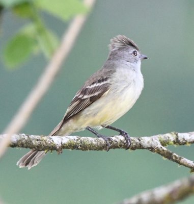 Yellow-bellied Elaenia, showing its crest