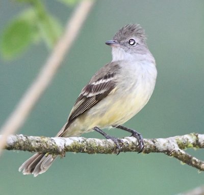 Yellow-bellied Elaenia