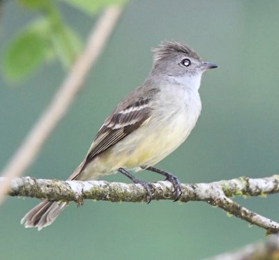 Yellow-bellied Elaenia