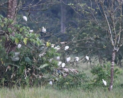 Cattle Egrets, roosting in a distant tree in the field