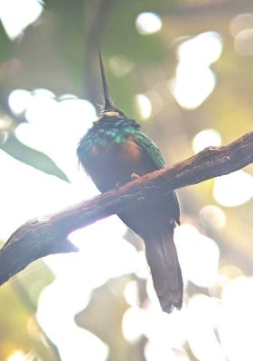 We took the Riverside Trail off the road and Chito found a Rufous-tailed Jacamar.
Digiscope photo, taken through his Leica spotting scope, by Chito Motina with my Pixel phone camera