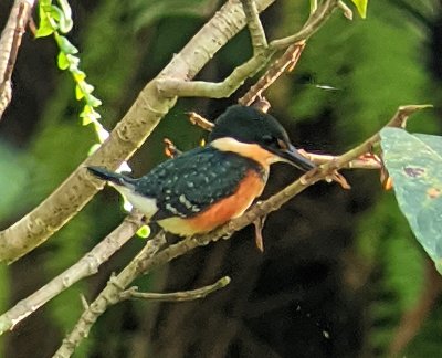 American Pygmy Kingfisher
Digiscope image taken by Chito Motina through his Leica spotting scope using my Pixel phone camera