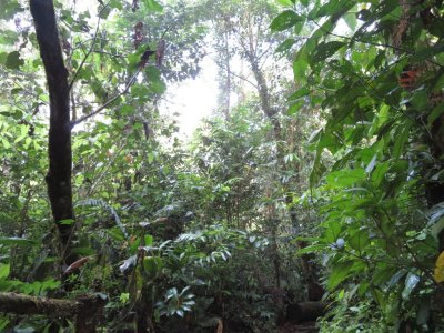 The rainforest along Riverside Trail