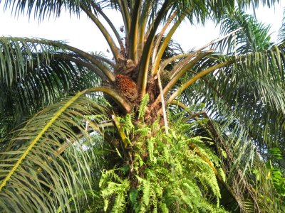 Palm tree, with fruit and bright green new growth