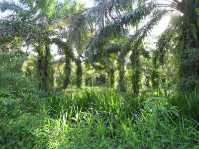 Some of the monoculture palm trees planted for their oil.