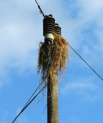 Nearby, on a power pole, was the kiskadee nest.