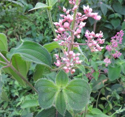 Pink flowers and the plant's leaves