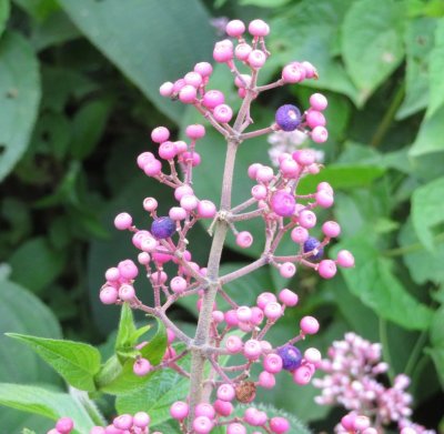 Pink flowers, or buds, or seed heads