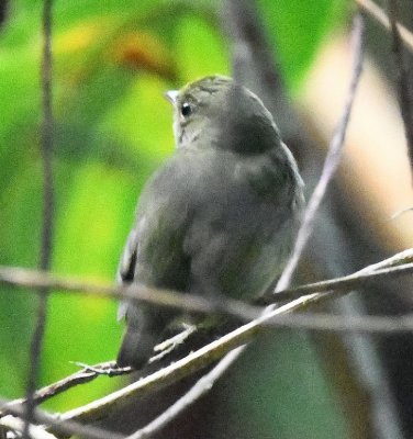 Along the road, Carolyn spotted a little bird that Chito identified as a female Red-capped Manakin.