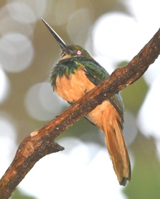Female Rufous-tailed Jacamar