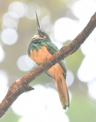 Female Rufous-tailed Jacamar