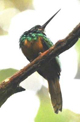 Female Rufous-tailed Jacamar