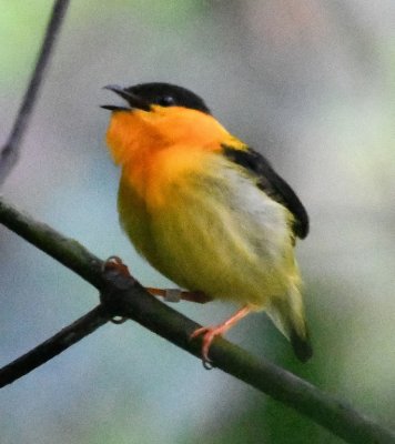 Male Orange-collared Manakin, singing on a lek on the Riverside Trail, Esquinas Rainforest Lodge grounds, Puntarena, Costa Rica