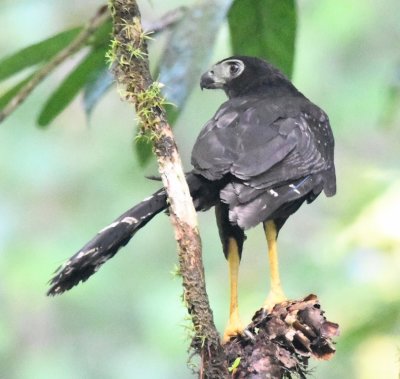 Dark morph Collared Forest Falcon