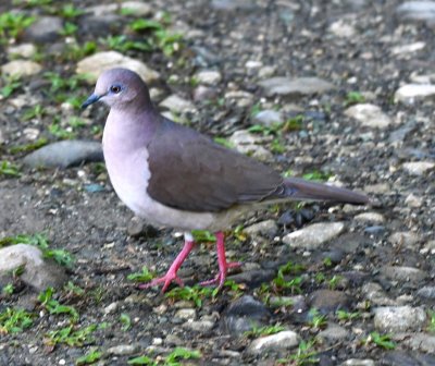White-tipped Dove, along the road to the lodge