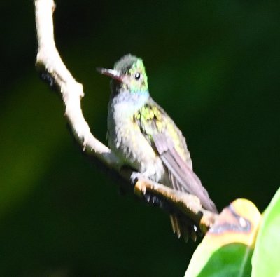 Charming Hummingbird