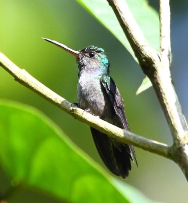 Female Charming Hummingbird