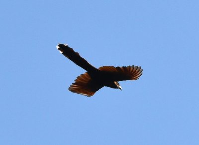 A Squirrel Cuckoo flew above us as we approached the lodge dining area.