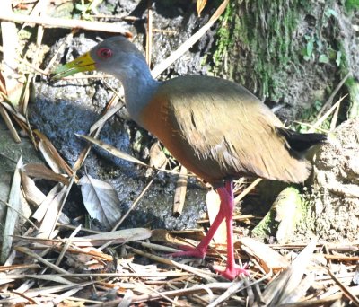 After breakfast, we took a bus ride and saw Gray-cowled Wood-Rails under a tree alongside a stream at the side of the road.