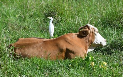 This Cattle Egret had claimed his personal cow.