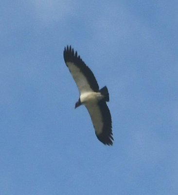 A couple of King Vultures flew over us.