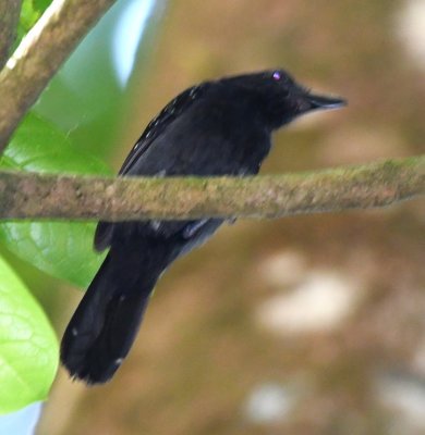 Male Black-hooded Antshrike