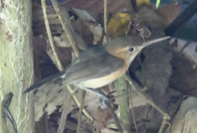 Long-billed Gnatwren