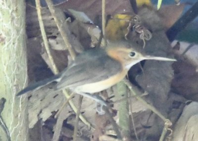 Long-billed Gnatwren