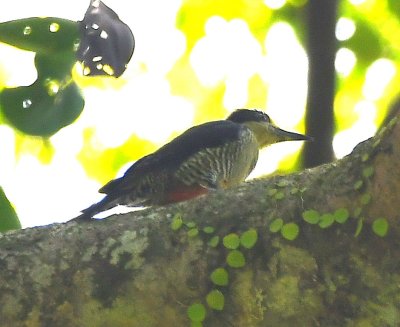 Red on the belly and black on the face indicate this is a Golden-naped Woodpecker.