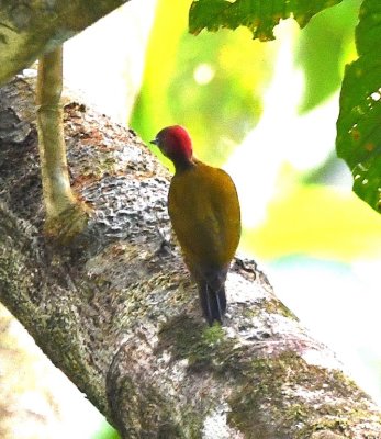 Male Rufous-winged Woodpecker