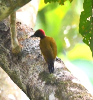 Male Rufous-winged Woodpecker