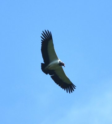 Another King Vulture