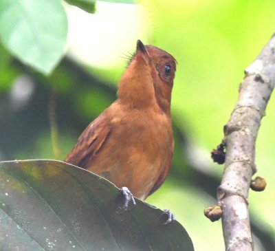 The Rufous Mourner again, in a cute pose at the edge of a leaf