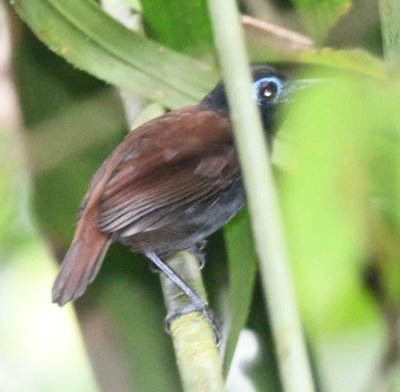 The shy Chestnut-backed Antbird did not give us a clear view.