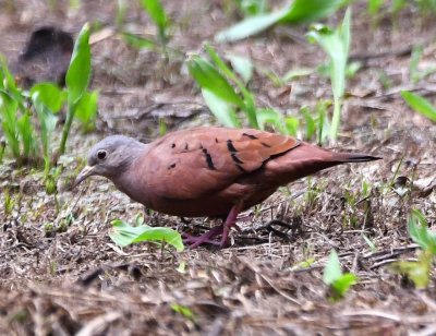 As we left the forest and got back into the open near the administration building, we saw several Ruddy Ground-Doves feeding like this male.
