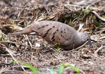 Female Ruddy Ground-Dove