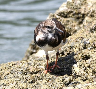 There was a Ruddy Turnstone on the rocks just below the restaurant deck.
